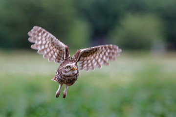 Little owl flying in the Netherlands