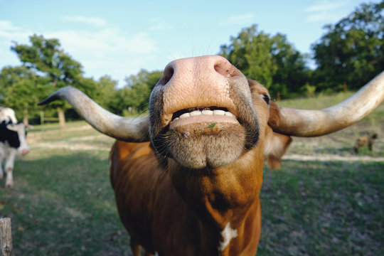 Big funny cow nose and teeth on texas longhorn closeup with rural farm pasture in background