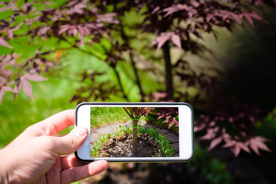 The man is holding a phone in hand, taking a picture of a tree in the garden. Work in the garden, photos of the effects.