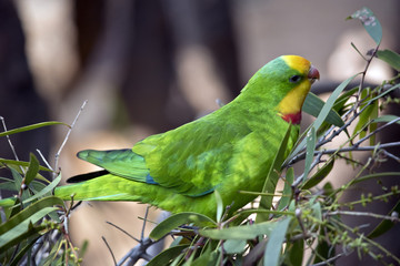 superb parrot