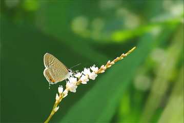 ウラナミシジミ