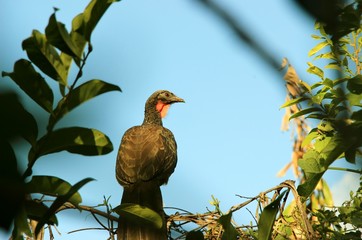 Brazil - landscape & flowers
