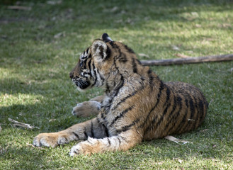 tiger cub