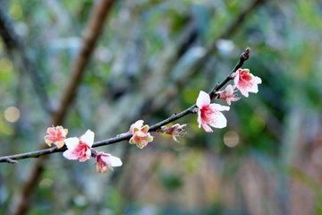 Brazil - landscape & flowers