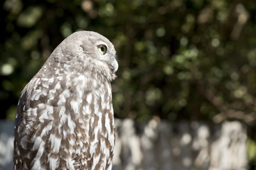 barking owl