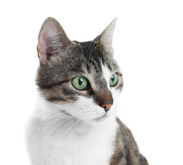 Portrait of cute cat on white background. Lovely pet