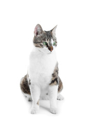 Obraz premium Cute cat on white background. Lovely pet