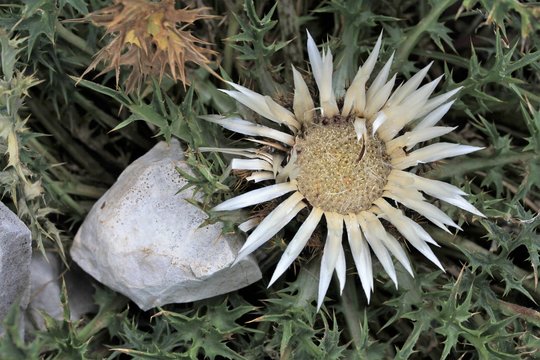 flore des Alpes