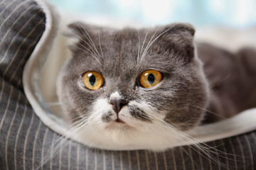 Cute cat resting on pet bed at home