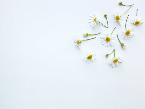 Chamomile flowers Top view Many flowers and buds of chamomile are lying on a white table Photo template in pastel colors