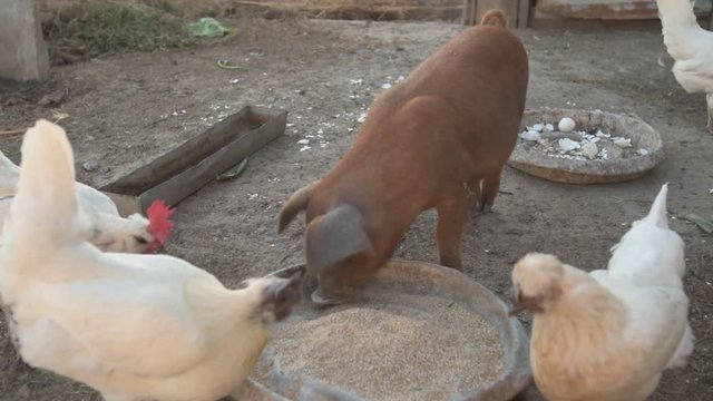 Young red pig of Duroc breed eats crushed grain from aluminum basin along with White Leghorn chickens