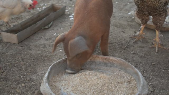 Young red pig of Duroc breed eats crushed grain from aluminum basin along with White Leghorn chickens