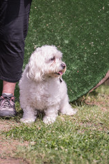 Portrait of bichon dog living in belgium