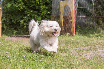 Portrait of bichon dog living in belgium
