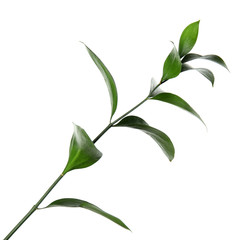 Ruscus branch with fresh green leaves on white background