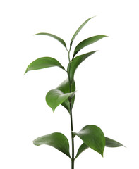 Ruscus branch with fresh green leaves on white background