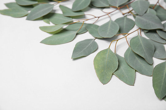 Fresh eucalyptus leaves on white background