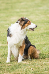 Portrait of border collie dog living in belgium