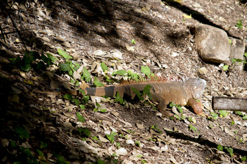 green iguana