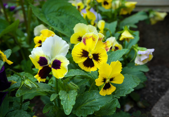 mixed pansy, wittrock viola in garden