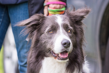 Portrait of border collie dog living in belgium