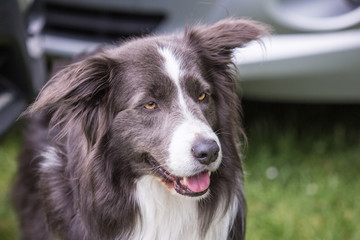 Portrait of border collie dog living in belgium