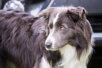 Portrait of border collie dog living in belgium