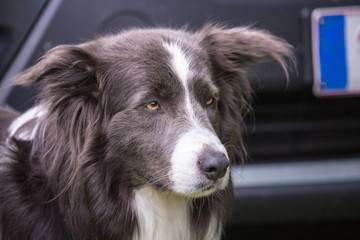 Portrait of border collie dog living in belgium