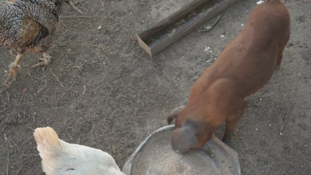 Young red pig of Duroc breed eats crushed grain from aluminum basin along with White Leghorn chickens