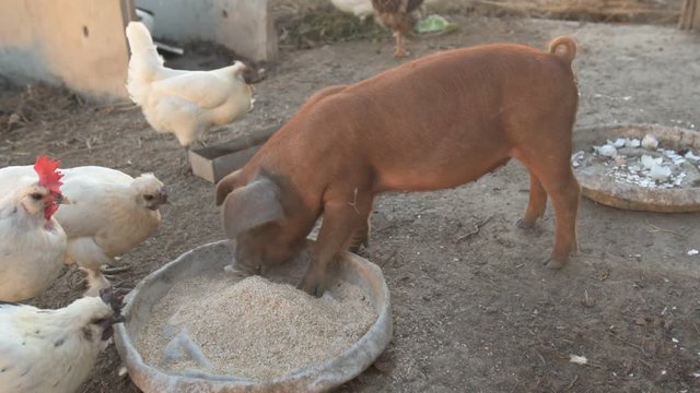 Young red pig of Duroc breed eats crushed grain from aluminum basin along with White Leghorn chickens
