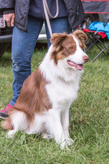 Portrait of border collie dog living in belgium