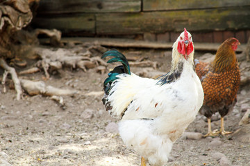 White Rooster with Teal Tail Feathers and Brown Hen with Barn