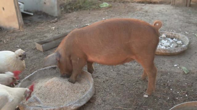 Young red pig of Duroc breed eats crushed grain from aluminum basin along with White Leghorn chickens