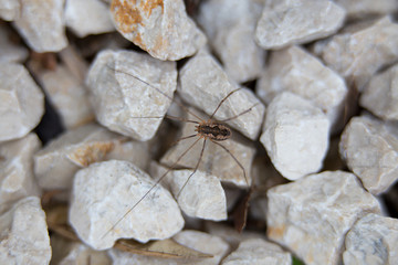 spider on the stones, background, texture