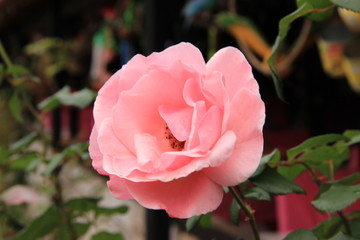 Brazil - landscape & flowers