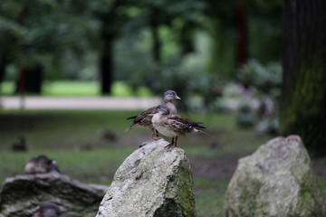 duck in two directions, park in Poland, Łazienki