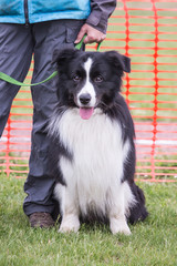 Fototapeta premium Portrait of border collie dog living in belgium