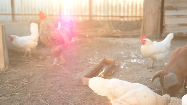Young red pig of Duroc breed eats crushed grain from aluminum basin along with White Leghorn chickens