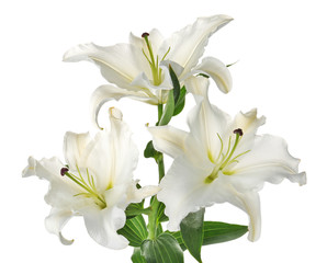 Fototapeta na wymiar Beautiful lilies on white background. Funeral flowers