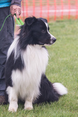 Portrait of border collie dog living in belgium