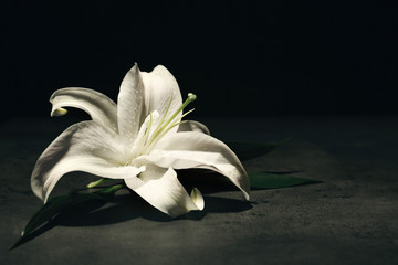 Beautiful lily on dark background with space for text. Funeral flower - obrazy, fototapety, plakaty