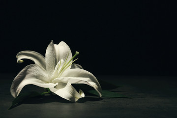 Beautiful lily on dark background with space for text. Funeral flower