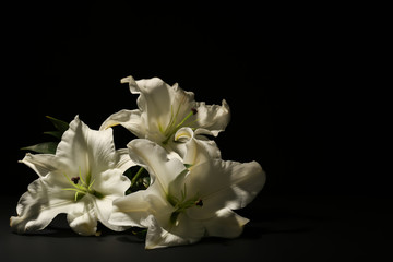 Fototapeta na wymiar Beautiful lilies on dark background with space for text. Funeral flowers