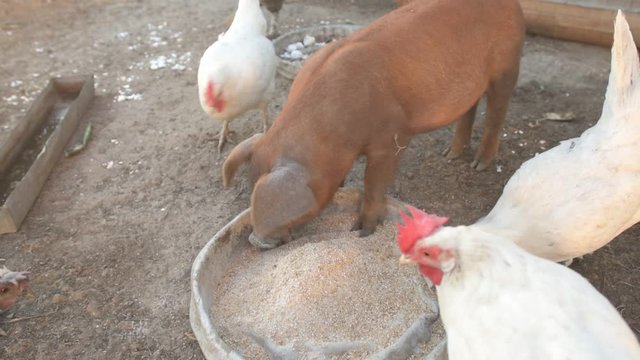 Young red pig of Duroc breed eats crushed grain from aluminum basin along with White Leghorn chickens
