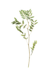 Dried branch with foliage on white background, top view