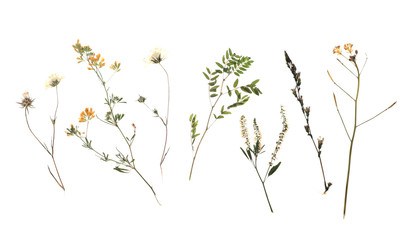 Fototapeta premium Dried meadow flowers on white background, top view