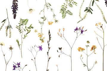 Dried meadow flowers on white background, top view