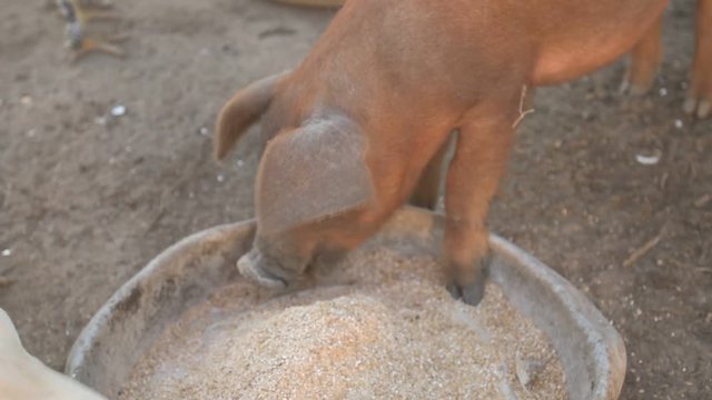 Young red pig of Duroc breed eats crushed grain from aluminum basin along with White Leghorn chickens