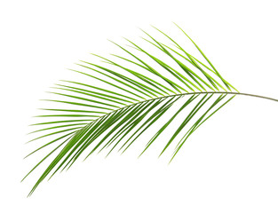 Obraz premium Fresh tropical date palm leaf on white background
