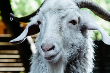 Close up of a goat's head. Goat. A view of a goat's head with a goatee and horns. The life of farm animals in captivity.